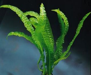 Криптокорина балансе (пучок) (В024)