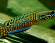 Змееголов радужный