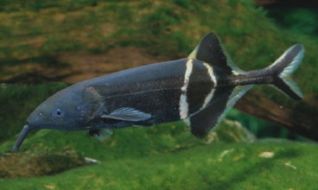 Рыба-слон купить 12-15 см