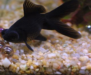 Фантейл черный телескоп купить 4-5см (POP005)