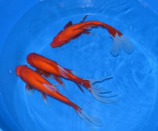 Комета красная купить 20-25см (CRW-25)