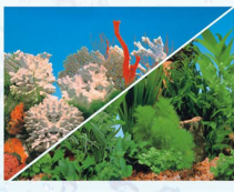 BOYU-Фон для аквариума двухсторонний 100см*25м (C041599)