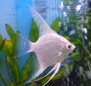 Скалярия бриллиантовая 3-4 см