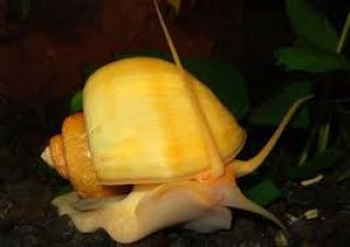 Улитка ампулярия (1,5-2см) купить