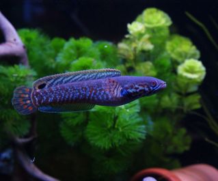 Змееголов синий купить