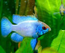 Апистограмма рамирези баллон электрик блю кпить 