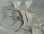 Скалярия наполовину черная 4-5см (SKM45)