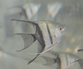 Скалярия наполовину черная 4-5см (SKM45)