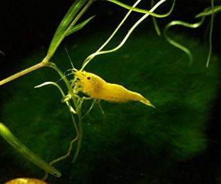 Креветка желтый огонь 2см купить