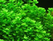 Бакопа каролинская (пучок) (B013)