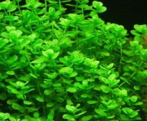 Бакопа каролинская (пучок) (B013)