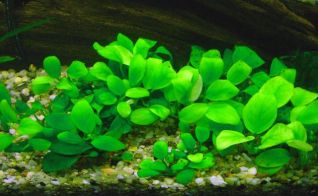 Анубиас нана (карликовый) (ветка) (L019)