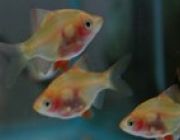 Барбус тигровый краснобрюхий 3-3,5см. (BTR)