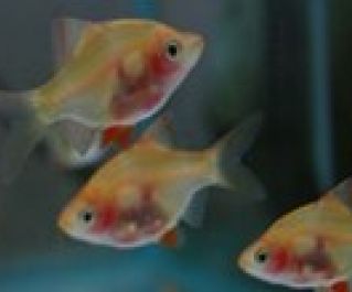 Барбус тигровый краснобрюхий купить 3-3,5см. (BTR)