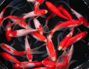 Комета красно-белая 20-25 см. (Р-C2025)