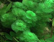 Кабомба обыкновенная (пучок) (B018)