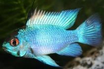 Апистограмма рамирези электрик блю купить 4см (А-004)