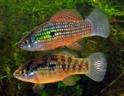 Флоридская джорданелла 4см (SV-12)