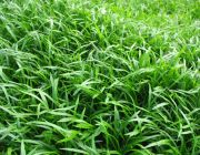 Лилеопсис новозеландский (горшок) (B082)