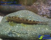 Рыба-ящерица Homaloptera 5 см