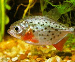 Пиранья хищная купить 3см