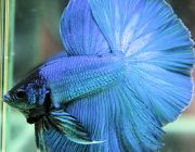 Петушок самец халф мун синий (LR009)