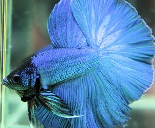 Петушки самцы халф мун голубые купить с доставкой