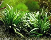 Офиопогон японский (горшок) (B101)