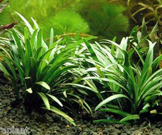 Офиопогон японский (горшок) (B101)