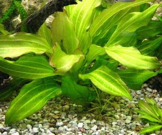 Эхинодорус аргентинский (пучок) (B045)