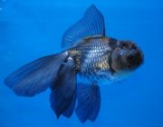 Оранда голубая 6-7см