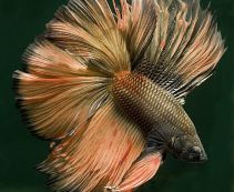 Петушки самцы халф мун медные 4-5см купить с доставкой