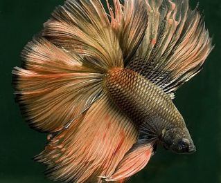 Петушки самцы халф мун медные 4-5см купить с доставкой